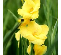 Carbeth Plants 20 X Gladioli Bananrama Summer Flowering Bulbs - Yellow Gladiolus Sword Lilies Pollinator Friendly Herbaceous Perennial Corms