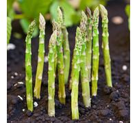Carbeth Plants 25 X Asparagus Crown Boonlim Roots For Planting - Premium Quality Vegetable Perennials For Kitchen Gardens & Allotments
