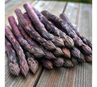 Carbeth Plants 25 X Asparagus Crown Erasmus Roots For Planting - Premium Quality Vegetable Perennials For Kitchen Gardens & Allotments