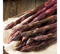 Carbeth Plants 25 X Asparagus Crown Pacific Purple Roots For Planting - Premium Quality Vegetable Perennials For Kitchen Gardens & Allotments
