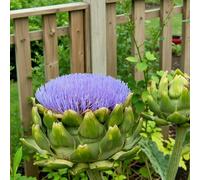 Carbeth Plants 25 X Globe Artichoke Bare Roots For Planting - High Yielding Hardy Cynara Scolymus Perennials For Edible & Kitchen Gardens