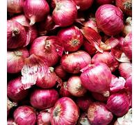 Carbeth Plants 250G Pink Panther Onion Sets - Easy To Grow Mild Flavoured Onions - High-Yielding Crops For Salads, Cooking & Long Storage