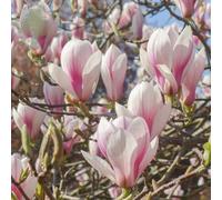 Carbeth Plants 2X Magnolia Soulangeana Plants In 10Cm Pots - Ready To Plant Deciduous Plants