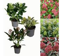 Carbeth Plants 3 Large Skimmia Plants In 9Cm Pots - Mixed Varieties - Autumn/winter Colour