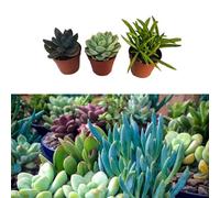 Carbeth Plants 3 Mixed Succulent Plants In 5.5Cm Pots - House Indoor Plant