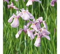 Carbeth Plants 3 X 9Cm Pot Iris Rose Queen - Japanese Iris - Live Marginal Ponds Plant