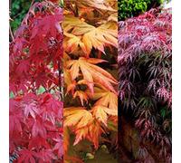 Carbeth Plants 3 X Acer Plant Collection In 9Cm Pots - Mixed Palmatum Japanese Maple Hardy Garden Shrubs
