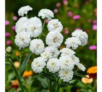 Carbeth Plants 3 X Achillea Yarrow Noblessa Bare Roots For Planting - White Summer Flowering Garden Ready Perennial Shrub For Sunny Borders