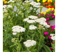 Carbeth Plants 3 X Achillea Yarrow White Beauty Bare Roots For Planting - White Summer Flowering Garden Ready Perennial Shrub For Sunny Borders