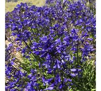 Carbeth Plants 3 X Agapanthus Brilliant Blue Summer Bare Root - African Lily Deciduous Herbaceous Perennial - Grow In Beds, Borders And Pots