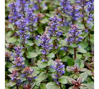 Carbeth Plants 3 X Ajuga Reptans Chocolate Chip In 1L Pots - Bugleweed - Compact Evergreen Perennials - Ideal For Rock Gardens