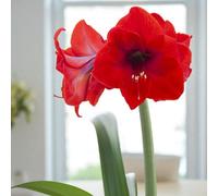 Carbeth Plants 3 X Amaryllis Red Pride Bulb For Indoor Planting - Red Flowering Hippeastrum Perennial For Easy To Grow Houseplant