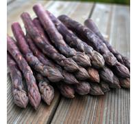 Carbeth Plants 3 X Asparagus Crown Erasmus Roots For Planting - Premium Quality Vegetable Perennials For Kitchen Gardens & Allotments