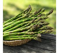 Carbeth Plants 3 X Asparagus Crown Millennium Roots For Planting - Premium Quality Vegetable Perennials For Kitchen Gardens & Allotments