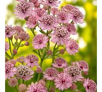 Carbeth Plants 3 X Astrantia Pink Pride Bare Root - Masterwort Hardy Pollinator Friendly Perennial For Shaded Cottage & Woodland Gardens
