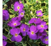 Carbeth Plants 3 X Aubretia Dr Mules Variegata Plant In 9Cm Pot - Rock Cress - Hardy Evergreen Rockery & Ground Cover Perennial