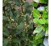 Carbeth Plants 3 X Bay Laurel Herb Plants In 9Cm Pots - Laurus Nobilis For Culinary Use