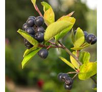 Carbeth Plants 3 X Black Chokeberry Fruit Plant In 9Cm Pot - Aronia Melanocarpa Viking - Hardy Berry Shrub
