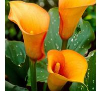Carbeth Plants 3 X Calla Lily Flame Bulbs - Coral Orange Summer Flowering Zantedeschia Corms