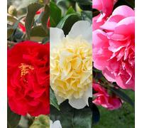 Carbeth Plants 3 X Camellia Japonica Mix In 9Cm Pots - Mixed Varieties