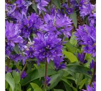 Carbeth Plants 3 X Campanula Glomerata Superba In 9Cm Pot - Hardy Bellflower Perennials For Borders, Cottage Gardens & Displays
