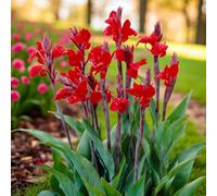 Carbeth Plants 3 X Canna Brilliant Bare Root - Tall Vivid Red Flower Tropical Long Flowering Perennial For Containers Or Exotic Borders