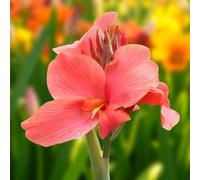 Carbeth Plants 3 X Canna Mrs Oklahoma Bare Root - Tall Pink Flower Tropical Long Flowering Perennial For Containers Or Exotic Borders
