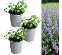 Carbeth Plants 3 X Catmint Herb Plant In 9Cm Pots - Aromatic Outdoor Nepeta Herbaceous Perennial - Ideal For Growing In Beds, Borders And Pots