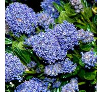 Carbeth Plants 3 X Ceanothus Puget Blue Shrub In 9Cm Pot - Evergreen Blue Flowering Shrub - Hardy, Garden Ready Outdoor Plant For Borders & Walls