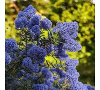 Carbeth Plants 3 X Ceanothus Skylark Shrub In 9Cm Pot - Evergreen Blue Flowering Shrub - Hardy, Garden Ready Outdoor Plant For Borders & Walls