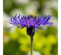 Carbeth Plants 3 X Centaurea Montana Bare Root - Hardy Blue Cornflower Easy To Grow Drought Tolerant Perennial With Pollinator Friendly Flowers