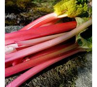 Carbeth Plants 3 X Cherry Red Rhubarb Crowns - Rheum Rhabarbarum Perennial Ready To Plant Bare Roots - Easy To Grow High Yielding Plants