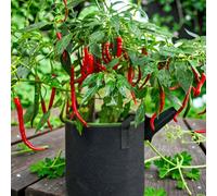 Carbeth Plants 3 X Chilli Pepper Vindaloo Vegetable Plant - 9Cm Pot - Easy Grow Kitchen Garden