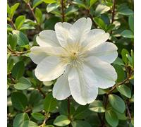 Carbeth Plants 3 X Clematis Guernsey Cream In 9Cm Pot - Summer Flowering Garden Ready Shrub