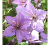 Carbeth Plants 3 X Clematis Margaret Hunt Climbing Plant In 9Cm Pot - Summer Flowering Garden Ready Shrub For Walls, Fences Or Trellis