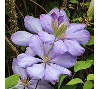 Carbeth Plants 3 X Clematis Mrs Cholmondeley Climbing Plant In 9Cm Pot - Summer Flowering Garden Ready Shrub For Walls, Fences Or Trellis
