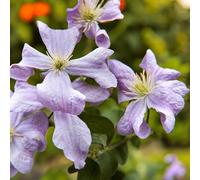 Carbeth Plants 3 X Clematis Prince Charles In 9Cm Pot - Summer Flowering Garden Ready Shrub