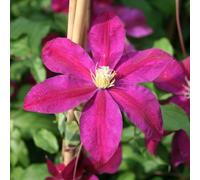 Carbeth Plants 3 X Clematis Sunset Climbing Plant In 9Cm Pot - Red Summer Flowering Garden Ready Shrub For Walls, Fences Or Trellis