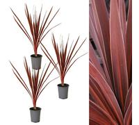 Carbeth Plants 3 X Cordyline Torbay Red - 9Cm Pots, Ready To Plant - Award Winning Variety