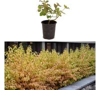 Carbeth Plants 3 X Cornus 'midwinter Fire' (Dogwood) In 9Cm Pot - Rich Coloured Leaves