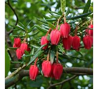 Carbeth Plants 3 X Crinodendron Hookerianum Plant In 9Cm Pot - Chilean Lantern Tree Evergreen Shrub