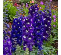 Carbeth Plants 3 X Delphinium Excalibur Dark Blue With White Bee In 9Cm Pot - Hardy Tall Perennial Cottage Garden Plant