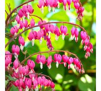 Carbeth Plants 3 X Dicentra Spectabilis Bare Root - Classic Pink & White Bleeding Heart Low Maintenance Perennial Shrub For Shady Border