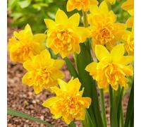 Carbeth Plants 3 X Double Dwarf Daffodil In 9Cm Pot - Narcissus Tête-À-Tête Bouclé - Spring Flowering Bulb Plant In 9Cm Pot