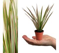 Carbeth Plants 3 X Dracaena Bicolour Dragon Tree In 6Cm Pots - Evergreen Foliage Beginner Friendly Mini Indoor Plant - Air Purifying Houseplant