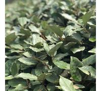 Carbeth Plants 3 X Elaeagnus Ebbingei Plant In 9Cm Pot - Oleaster Hardy Evergreen Hedging Shrub