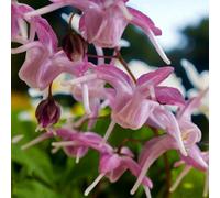 Carbeth Plants 3 X Epimedium Roseum Bare Root - Light Pink Ground Cover Perennial With Attractive Heart Shaped Foliage For Shaded Borders