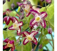 Carbeth Plants 3 X Epimedium Rubrum Bare Root - Red & Yellow Bicolour Spring Blooms Semi Evergreen Ground Cover Shrub For Dry Shaded Borders