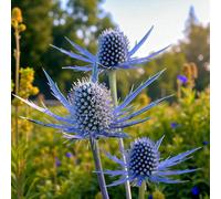 Carbeth Plants 3 X Eryngium Blue Star Bare Root - Hardy Blue Sea Holly Pollinator Friendly Perennial Shrub For Dry Borders Or Coastal Gardens