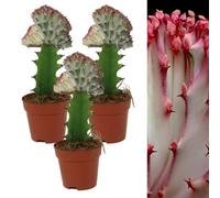 Carbeth Plants 3 X Euphorbia Lactea Cristata Coral Cactus In 10Cm Pots - Colourful Unique Succulent Indoor Plant - Ideal For Home And Office